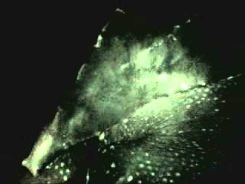 Video thumbnail — Nesting Leatherback Sea Turtle — Rosalie Beach Dominica