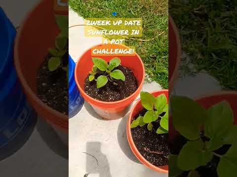 SUNFLOWER IN A POT CHALLENGE 2 WEEK UPDATE! #SUNFLOWER #shorts