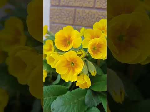 #shortvideo #flowerlove #music #trending #flowerlover