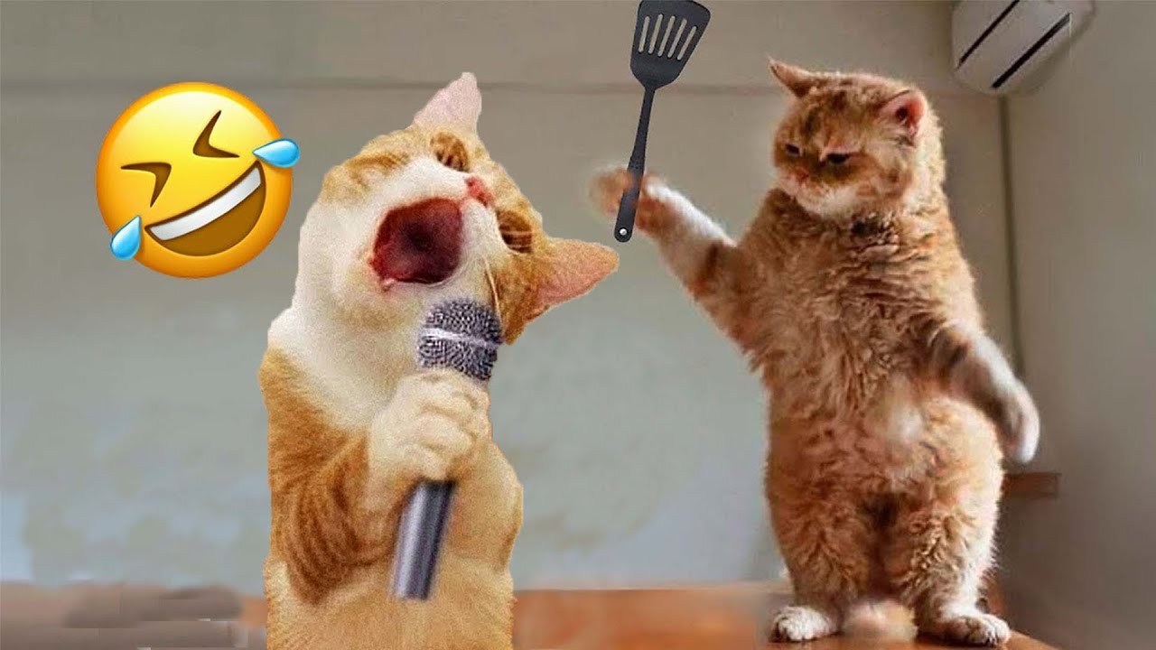 You Laugh You Lose🤑Funniest Dogs and Cats 2024😽🐶