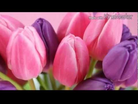 VŠE NEJLEPŠÍ   JAN a FRANTIŠEK NEDVĚDOVI