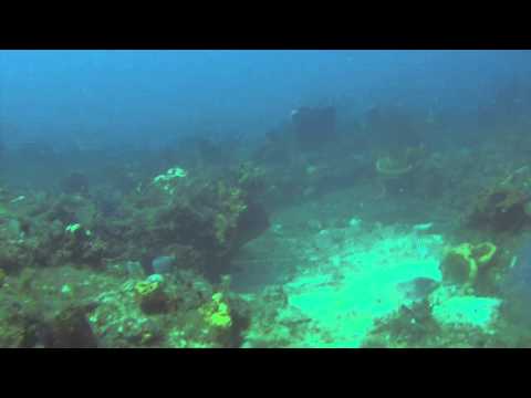 Martini Glass Bull Shark