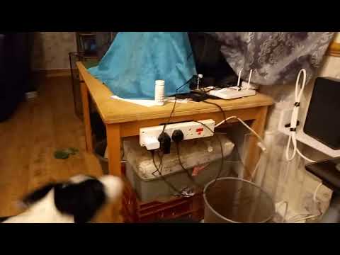 Ariadne the puppy shouting at ManFaceJay!