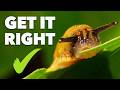 How to Stop Slugs Eating Your Plants (100% Organic)