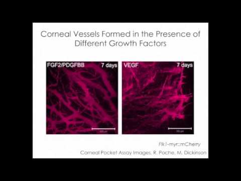 BMES NSF Special Session on Research in BME and Grant Writing – Part 1