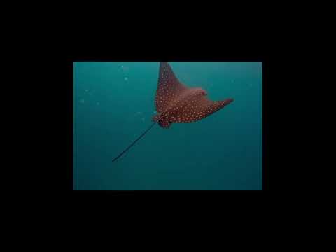 Full Circle San Cristobal Island, Galapagos - Cliffs and Marine Life