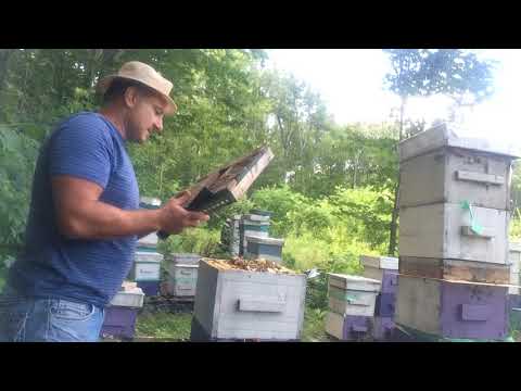 , title : 'honey harvest from warre hive 1'