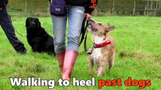 Wendy - English Bull Terrier x Patterdale - 3 Week Residential Dog Training