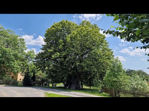 #314 Wanderung zur 1.000-jährigen Linde von Schmorsdorf bei Maxen, Sachsen