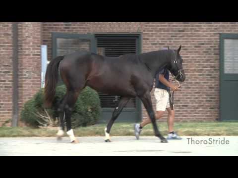 KEESEP15, Hip 1221, C, Malibu Moon--Contentious