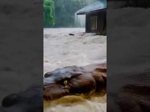 amazing big snake #sujoy