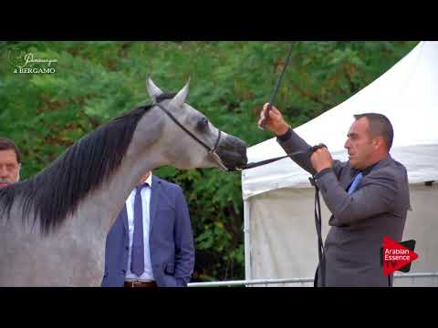 N.23 SS LEONIDAS - Bergamo 2017 - Yearling Colts (Class 2B)