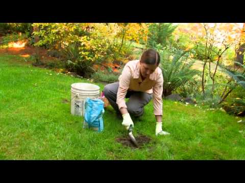 Overseeding Bare Areas in the Lawn