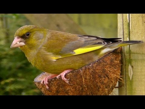 Male and Female Greenfinch on The Coconut Bird Feeder