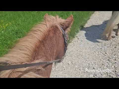 Ranč Mrcina - Srednja vas pri Bohinju