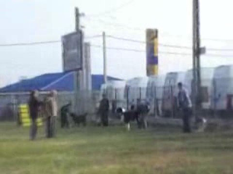 Karakan Klub Fő Tenyészszemle 11 OCT 08