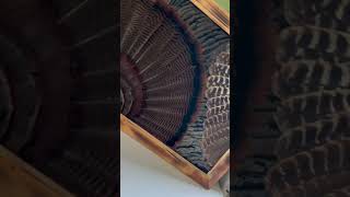 Far from perfect, but here’s my first attempt at the “Feather Art” turkey mount!