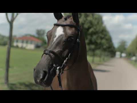 Holsteiner Sommer-Reitpferdeauktion | Nr. 07 Connery v.  Connor - Cristo