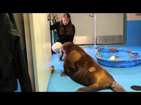 The 2 Orphaned Walruses - Heart Warming!