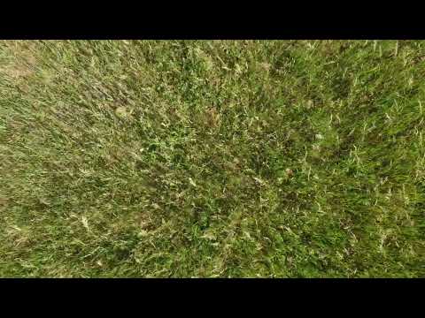 waves of grass from above