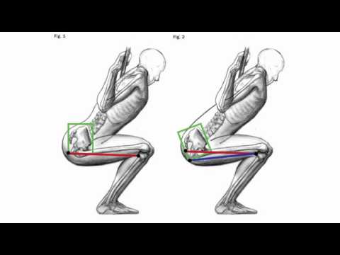 comment renforcer ligaments genou