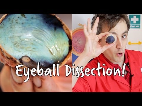 What's inside an eyeball? | Eyeball Dissection | We The Curious