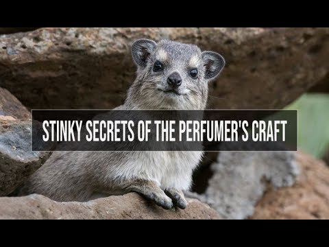 Stinky Secrets of the Perfumer's Craft: Animalics