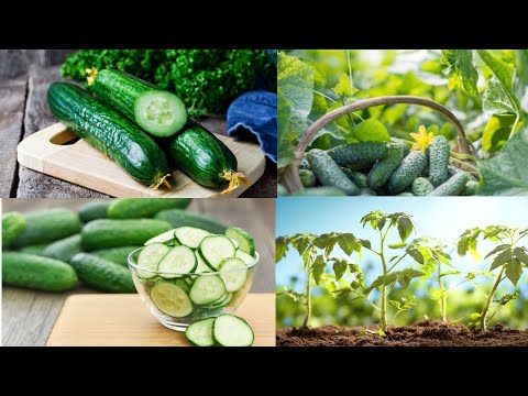 Ultimate Guide to Growing Cucumbers / From Planting to Harvesting #gardeningtips #