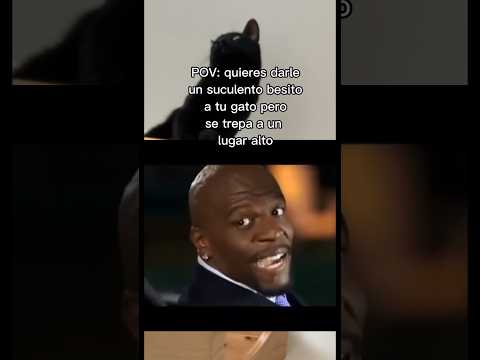 And I miss you🥹 #athousandmiles #terrycrews #gatos #michis #humor #meme #viral #funnycats #miau