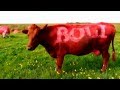 Boli - Painted cows 