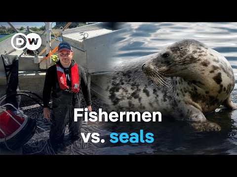 Hunt Or Protect? The Debate Over Baltic Sea Seals | Dw Documentary