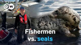 Hunt or protect? The debate over Baltic Sea seals | DW Documentary