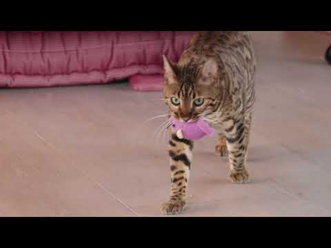 Bengal Cat Leo bringing a toy mouse just like dogs do