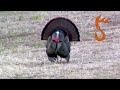 Should You Hunt Turkeys In The Evening