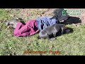 Weimaraner dogs for sale: Zeus - Video 1