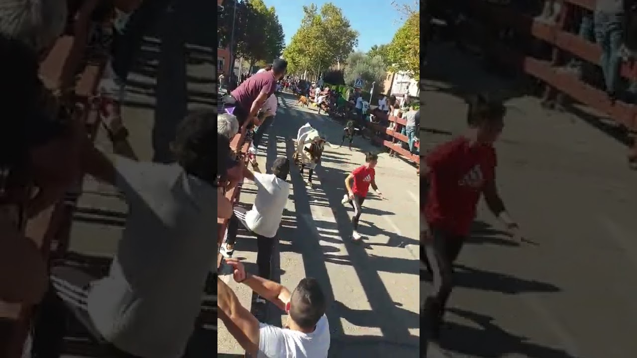 ENCIERROS VILLANUEVA DEL PARDILLO 2022 COGIDA EN EL RECORRIDO