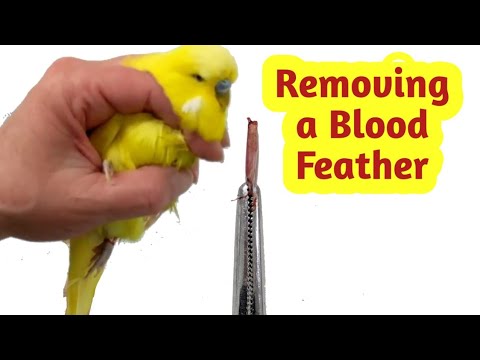 download lagu mp3 mp4 How To Remove Chicken Pin Feathers, download lagu How To Remove Chicken Pin Feathers gratis, unduh video klip How To Remove Chicken Pin Feathers