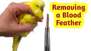 How to Remove a Broken Blood Feather