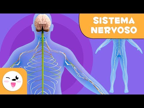 Sistema Nervoso - Corpo Humano para crianças