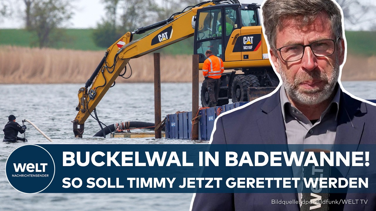 INSEL POEL: Bergungshelfer baggern Buckelwal Timmy aus Badewanne – „Es dauert Tage!“