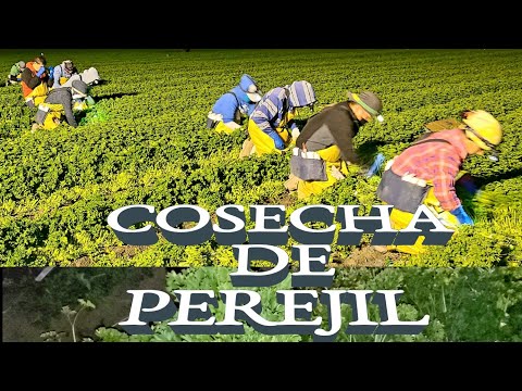 Cosecha De Perejil/Por Contrato/En King City, California/Costa Central/2021