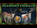 A MONSTER PIEBALD AXIS DEER NEXT TO A DIAMOND RED DEER + A TruRACS Piebald Red Deer Call Of The Wild