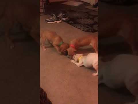 The fall trio in a triple threat match of a stuffed raccoon.