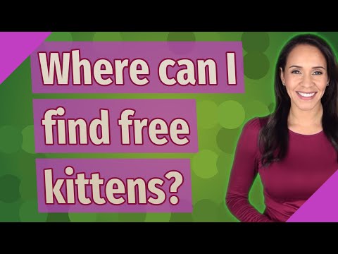 Where can I find free kittens?