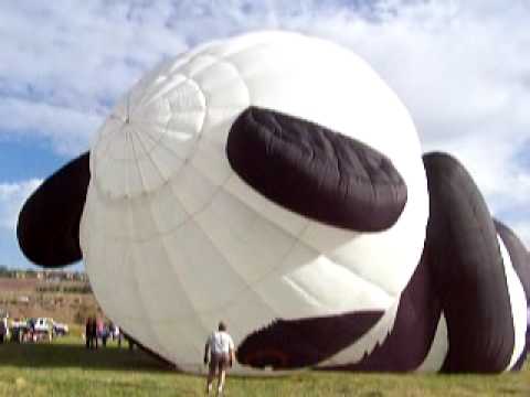 Now that's a giant panda... balloon