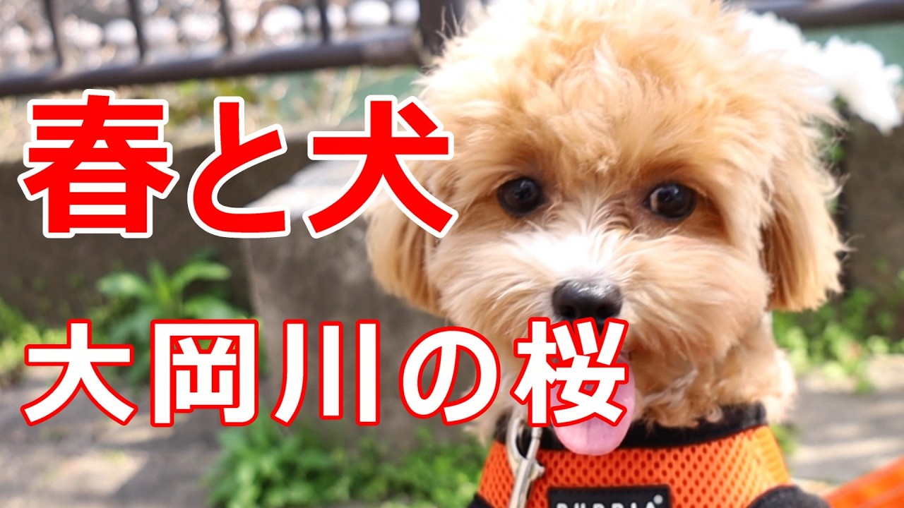 春と犬　大岡川の桜