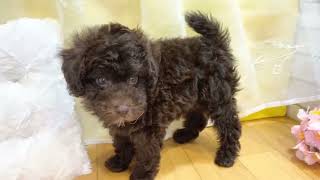 トイプードルの動画01