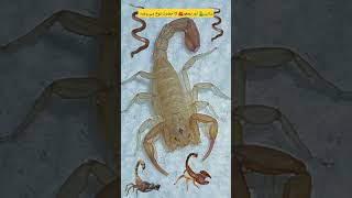 Download lagu Saanp🐍 aur Bichoo🦀 ka Hazrat Nooh(A.S) se wada #islamicshorts #islamichistory #amazingfacts mp3