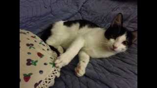 Shakatak - Hypnotised