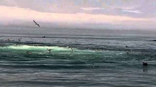 Digby Whale Watching